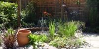 Herbs for Summer