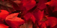 Autumn Colour