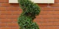 Topiary