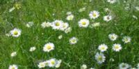 Wildflower meadows