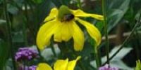 Tall Perennials