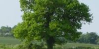 New Trees