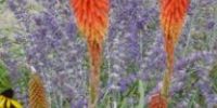 Dry Gardens