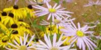 Natural Planting