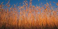 Grasses