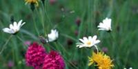 Organic Gardening